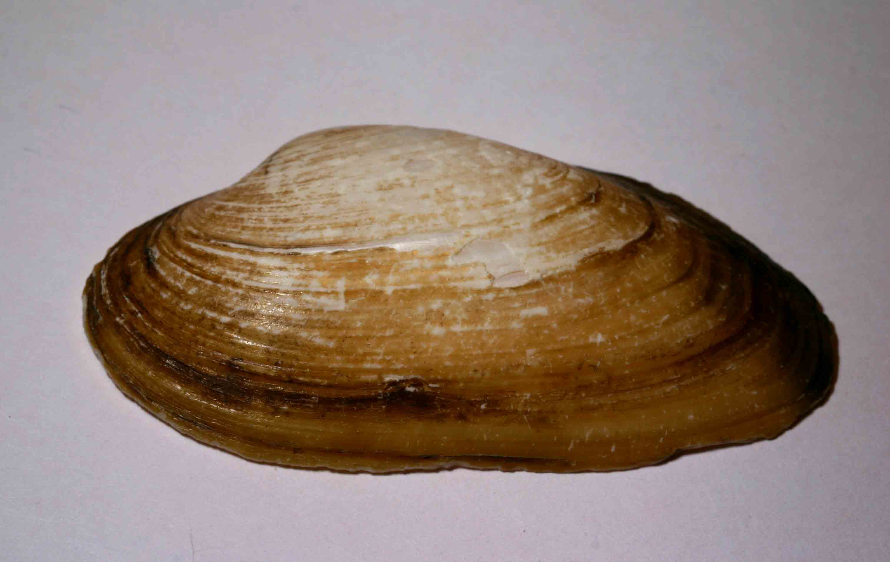 Unio mancus Lamarck, 1819 Fiume Mignone(VT)